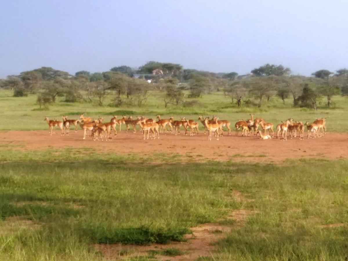 סרנגטי Seronera Wildlife Lodge מראה חיצוני תמונה